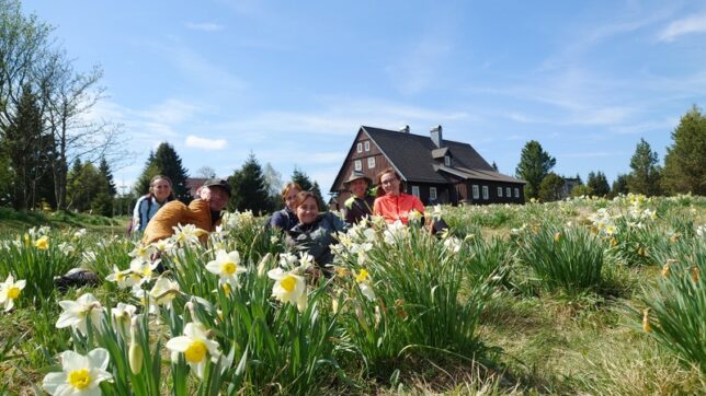 Květnové narcisky na Jizerce Květnové narcisky na Jizerce